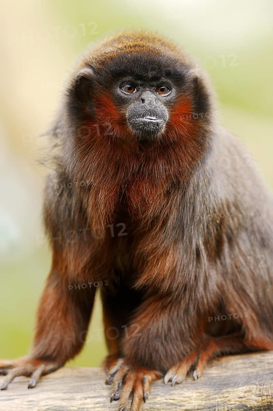 Coppery titi or red titi (Plecturocebus cupreus, Callicebus cupreus), captive, occurring in Brazil and Peru