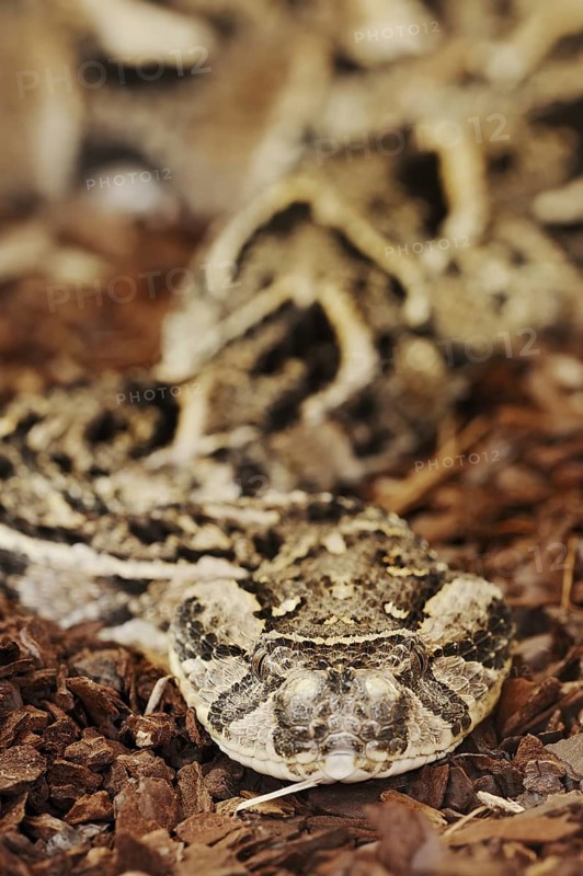 Puff adder (Bitis arietans, Bitis lachesis), captive, occurring in Africa