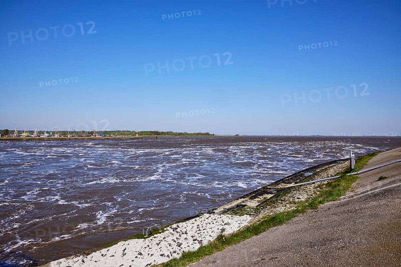 Eider in front of the Eidersperrwerk at Wesselburenerkoog, Dithmarschen district, Schleswig-Holstein, Germany, Europe