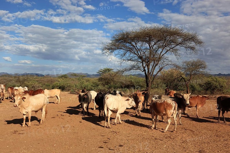 South Ethiopia, Omo region, among the Hamar tribe, Hamer, Hamma, Hammer, Amar or Amer, the bulls for the bull jump at an umbrella acacia, Ethiopia, Africa