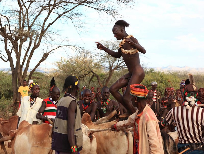 South Ethiopia, Omo region, among the Hamar tribe, Hamer, Hamma, Hammer, Amar or Amer, initiation rituals, ceremony, a youth jumping over the bulls, bull jumping, Ethiopia, Africa
