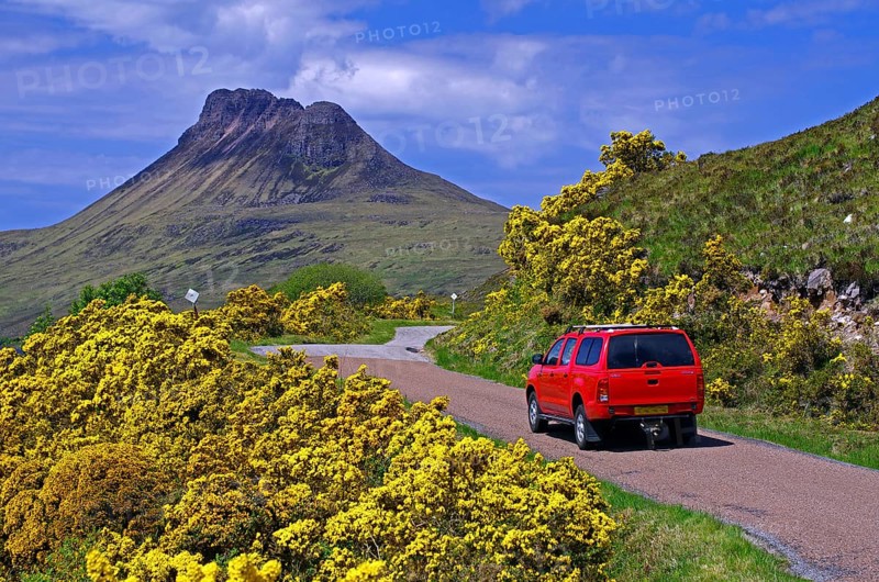 Car driving on a road framed by intensely flowering gorse, high barren mountains, spring, Ullapool, Scotland, United Kingdom, Europe