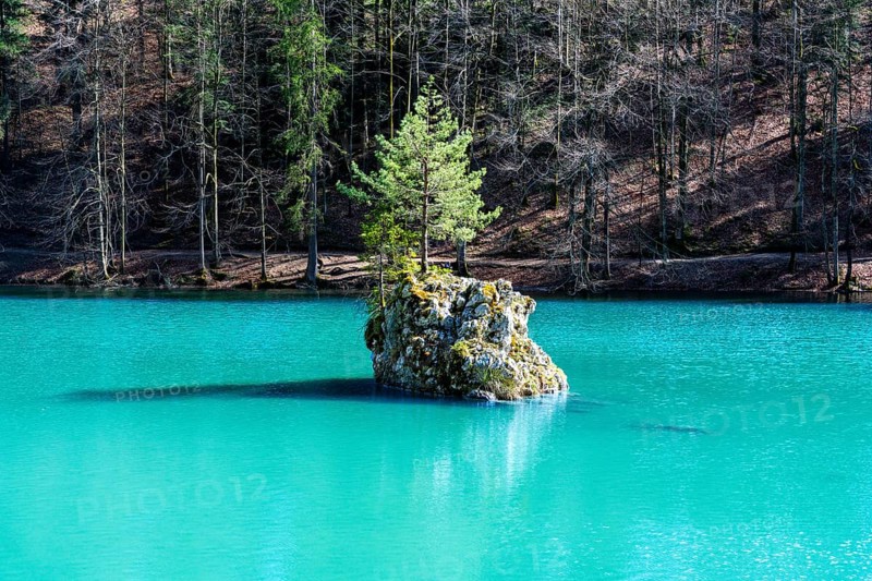 Tree on the rock in the lake (Berglsteinersee)