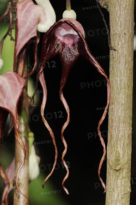 Aristolochia tricaudata or three-tailed pipevine (Aristolochia tricaudata), flower, native to Mexico