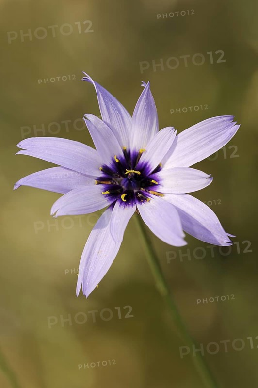 Cupid's dart (Catananche caerulea), flower, ornamental plant, North Rhine-Westphalia, Germany, Europe