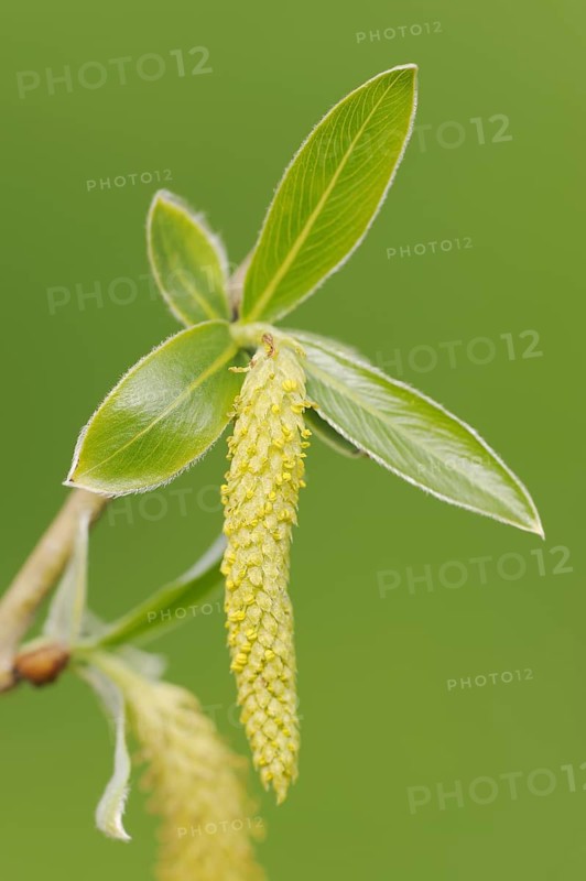 White willow (Salix alba), leaves and female flower, North Rhine-Westphalia, Germany, Europe