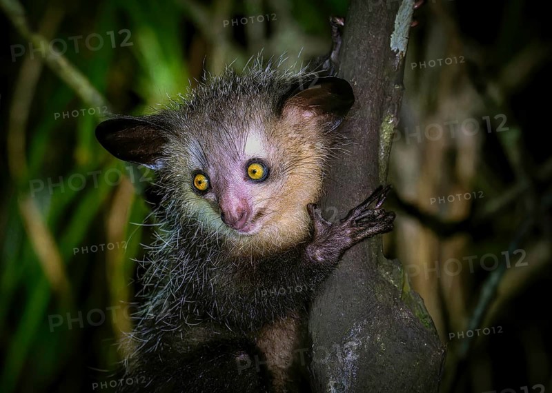 An aye-aye lemur with striking eyes clutches a tree trunk in the dense jungle, Madagascar, Africa