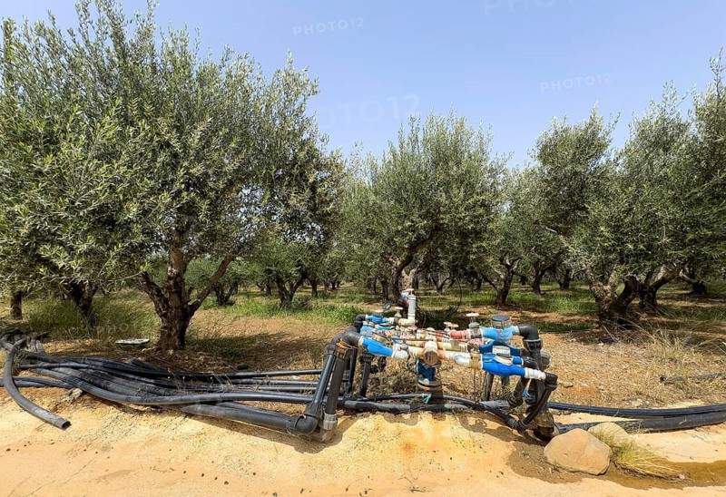 Irrigation irrigation distributor irrigation system water supply with high water consumption of for olive trees (Olea europaea) olive tree on plantation of olive olive plantation with nutrient-poor soil system of water taps water crane water cranes many hoses water hoses, Crete, Greece, Europe