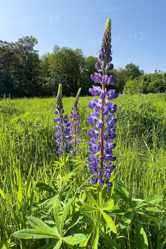 Wild Narrow-leaved lupin (Lupinus angustifolius) growing in the wild in a landscape conservation area, Grafenwald, North Rhine-Westphalia, Germany, Europe