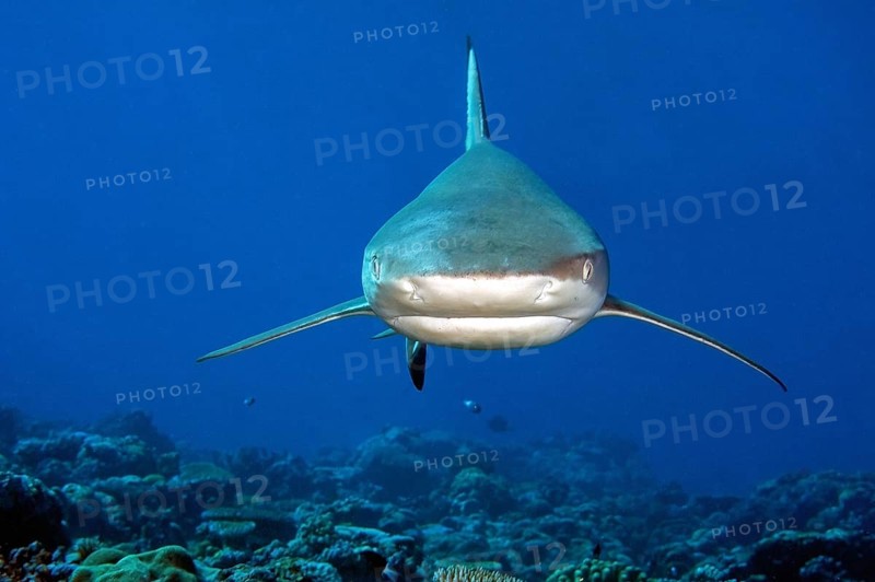 Close-up of blacktip reef shark Blacktip reef shark (Carcharhinus melanopterus) Blacktip reef shark swimming head-on towards viewer, Pacific Ocean, Yap Island, Yap State, Caroline Islands, FSM, Federated States of Micronesia, Australia, Oceania