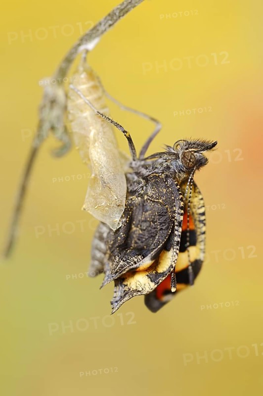 Small tortoiseshell (Nymphalis urticae, Aglais urticae) freshly hatched, North Rhine-Westphalia, Germany, Europe