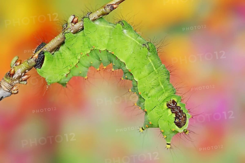 Indian luna moth (Actias selene), caterpillar, captive, occurrence in Asia