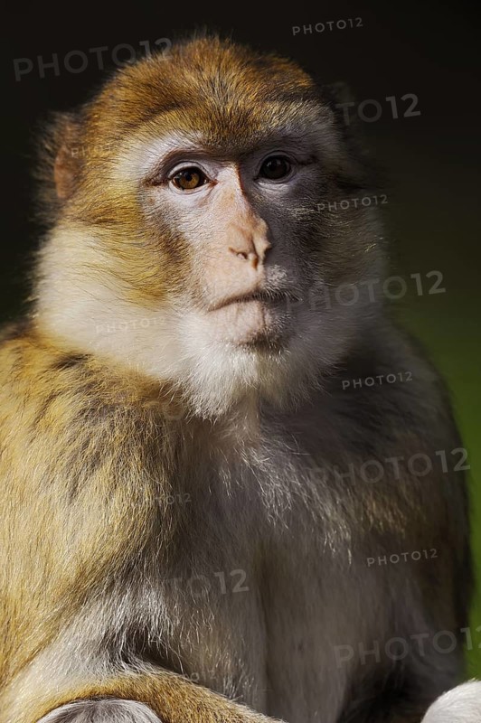 Barbary macaque (Macaca sylvanus), captive, portrait, occurring in Morocco, Algeria and Gibraltar