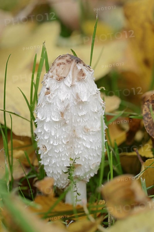 Shaggy ink cap (Coprinus comatus), North Rhine-Westphalia, Germany, Europe