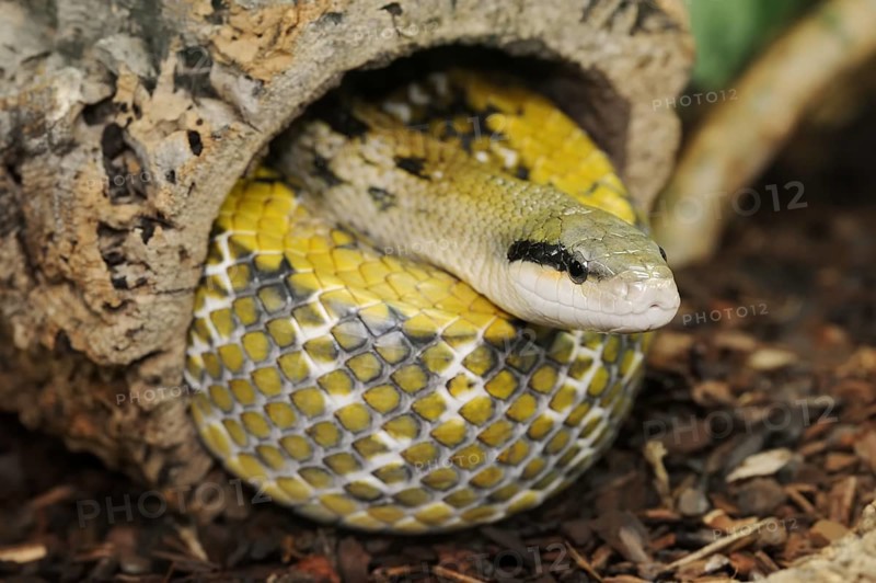 Taiwan beauty snake (Orthriophis taeniurus frisei, Elaphe taeniura frisei), captive, occurrence in Asia