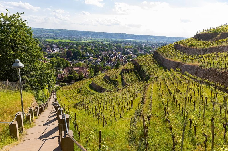 Winery at the Goldener Wagen. Spitzhaustreppe, Radebeul, Saxony, Germany, Europe