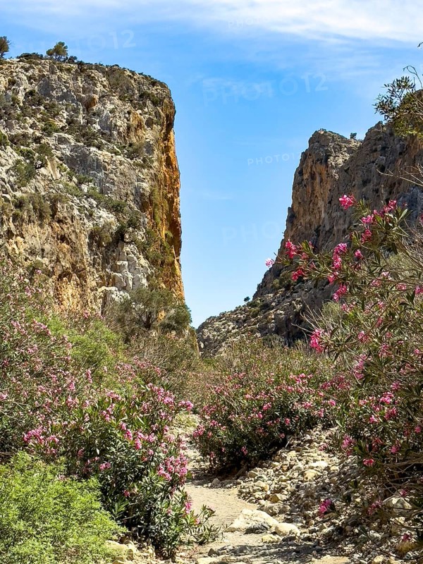 View of gorge with path hiking trail for trekking in Agiofarago gorge of the saints on south coast of Crete island, in the foreground bushes of oleander (Nerium oleander) rose laurel, Crete, Greece, Europe
