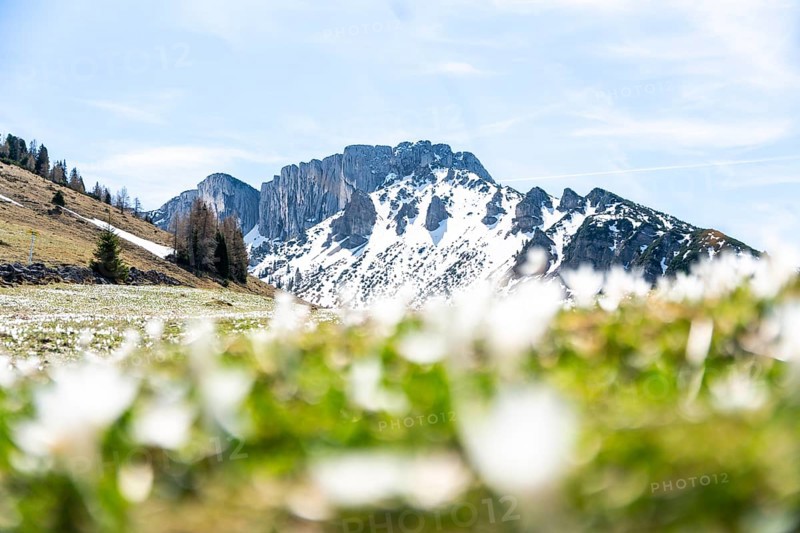 Alpine meadow, Austria, Europe