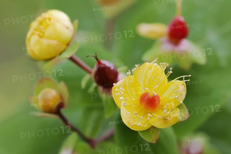 Sweet-amber (Hypericum androsaemum), flowers, ornamental plant, North Rhine-Westphalia, Germany, Europe