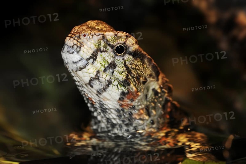 Chinese crocodile lizard (Shinisaurus crocodilurus), portrait, captive, occurrence in China
