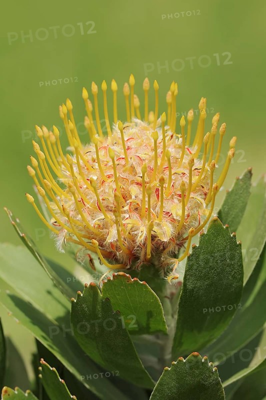 Pincushion protea or tree pincushion (Leucospermum conocarpodendron), flower, native to South Africa
