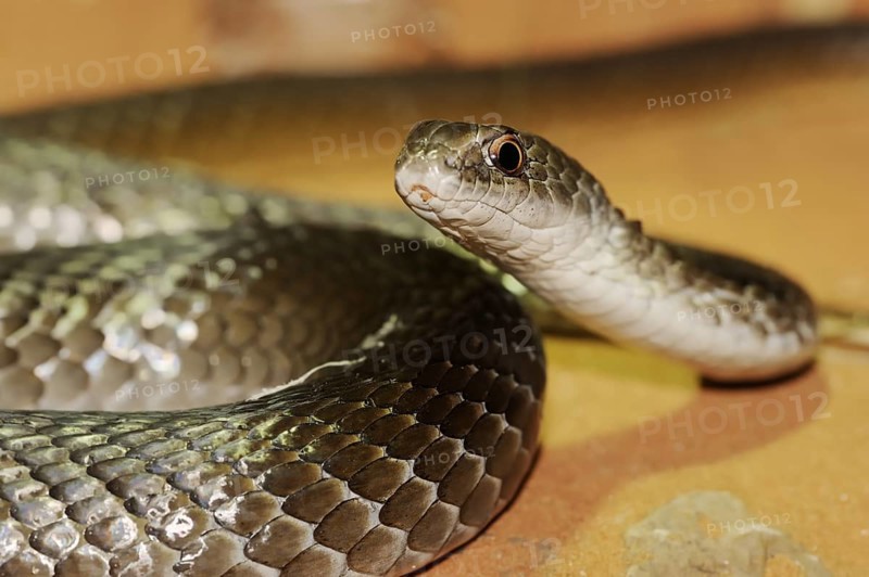 Olive-coloured sand snake or Mozambique sand snake (Psammophis mossambicus), captive, occurring in Africa