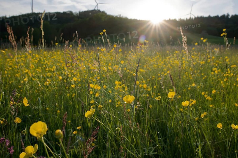 Flower meadow at dusk, wind power, wind turbine, wind energy, renewable energies, Mainhardt Forest, Swabian-Franconian Forest nature park Park, Hohenlohe, Schwaebisch Hall, Starkholzbach, Baden-Wuerttemberg, Germany, Europe