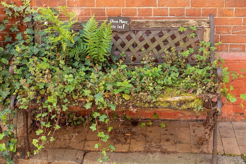Bench overgrown with plants, pavement, old town centre, Lauenburg, Schleswig-Holstein, Germany, Europe