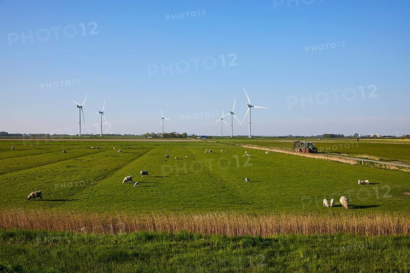 Evening marsh landscape with sheep and wind turbines near Simonsberg, Nordfriesland district, Schleswig-Holstein, Germany, Europe