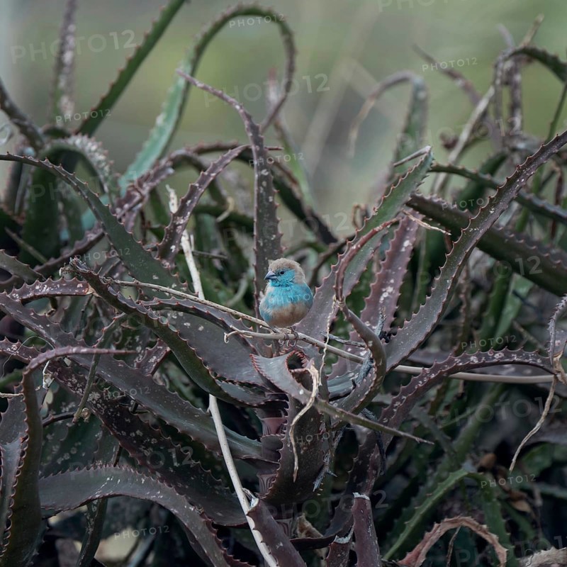 Blue Astrild, Limpopo, South Africa, Africa