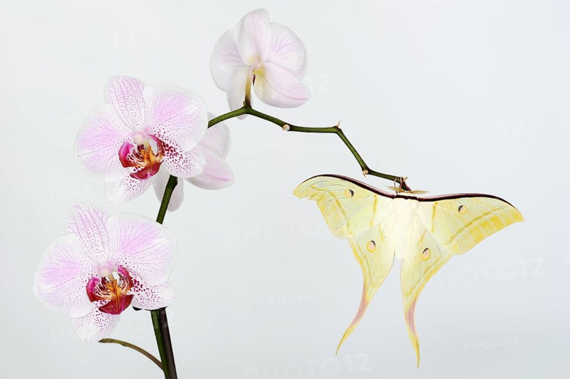 Indian luna moth (Actias selene), male on butterfly orchid (Phalaenopsis hybride), captive, occurrence in Asia