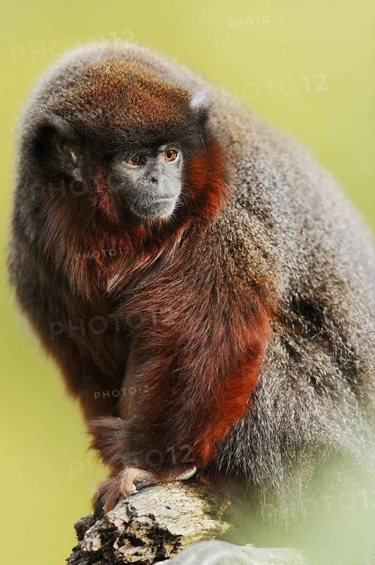 Coppery titi or red titi (Plecturocebus cupreus, Callicebus cupreus), captive, occurring in Brazil and Peru