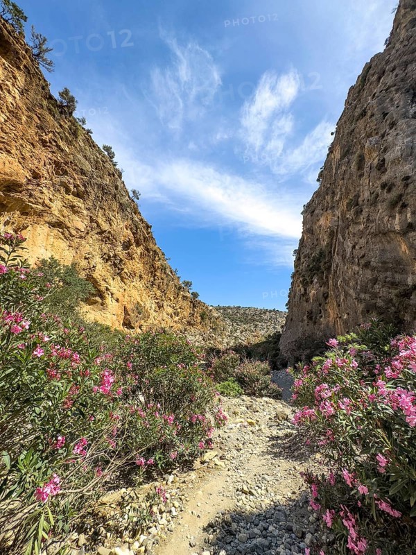 View of gorge with path hiking trail for trekking in Agiofarago gorge of the saints on south coast of Crete island, in the foreground bushes of oleander (Nerium oleander) rose laurel, Crete, Greece, Europe