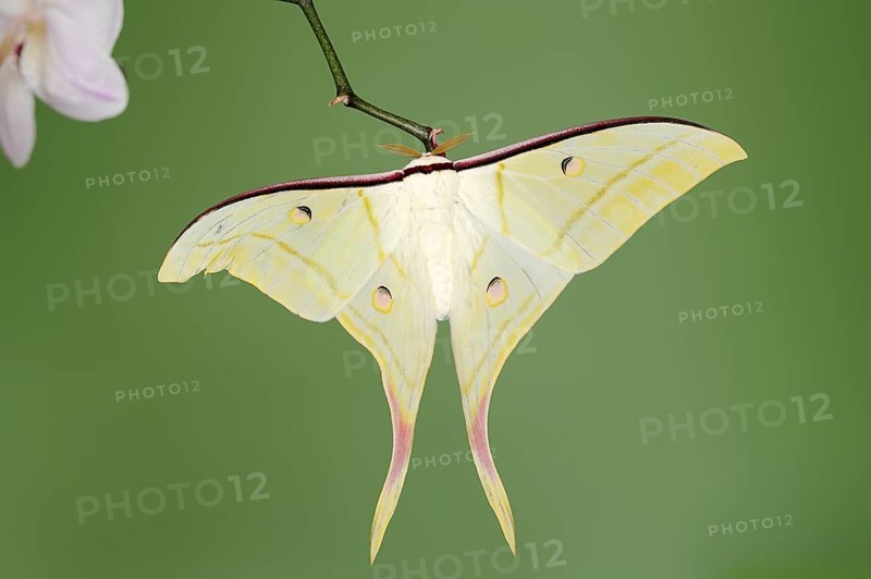 Indian luna moth (Actias selene), male, captive, occurrence in Asia