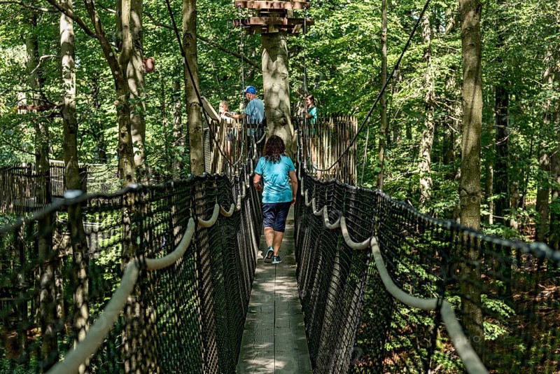 Sporty woman, tourist in treetop path, suspension bridges, ropes, nets, beech forest, family excursion, summit mountain Hoherodskopf, Tertiary volcano, Schotten, Vogelsberg Volcano Region nature park Park, Hesse, Germany, Europe