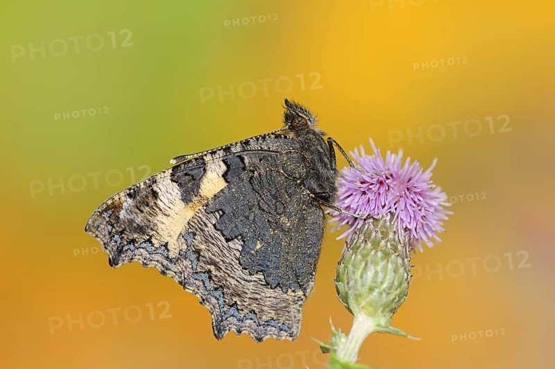 Small tortoiseshell (Nymphalis urticae, Aglais urticae), North Rhine-Westphalia, Germany, Europe