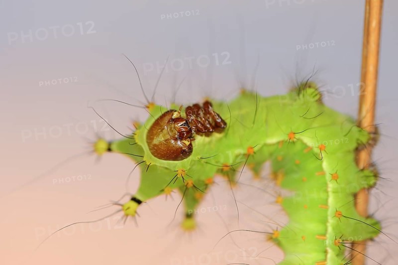 Indian luna moth (Actias selene), caterpillar, captive, occurrence in Asia