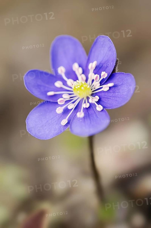 Liverwort (Hepatica nobilis, Anemone hepatica), flower, North Rhine-Westphalia, Germany, Europe