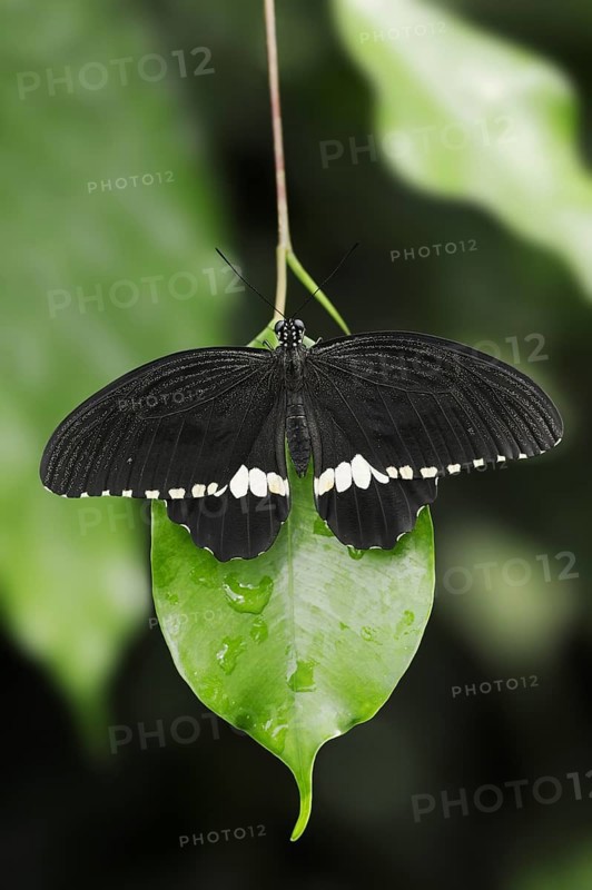 Common Mormon or Common Mormon (Papilio polytes), male, captive, occurring in Asia