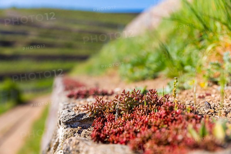 Winery at the Goldener Wagen. Listed dry stone walls with special vegetation. The walls store the sun's heat during the day and release it to the vines at night, Radebeul, Saxony, Germany, Europe
