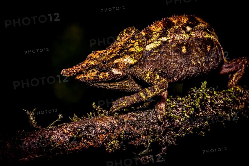 A chameleon on a branch in a dark environment, showing textured skin and camouflage skills, Madagascar, Africa