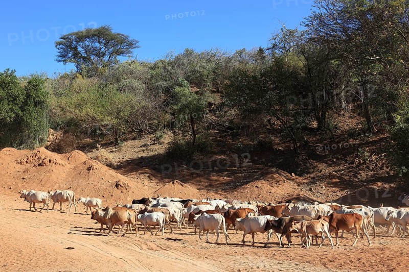 South Ethiopia, Omo Region, Nomads with their cattle walking in the dry riverbed of the Kizo River, Kizo River, Ethiopia, Africa