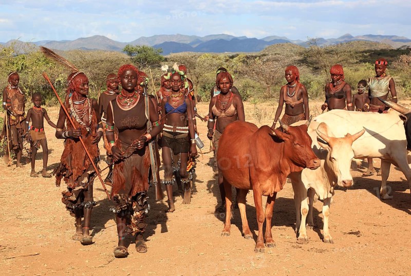 South Ethiopia, Omo region, among the tribe of the Hamar, Hamer, Hamma, Hammer, Amar or Amer, bulls for the initiation ritual, ceremony, the bull jump, Ethiopia, Africa