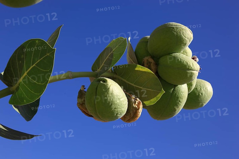 Southern Ethiopia, Omo region, blossom and fruit of the satanic apple, Ethiopia, Africa