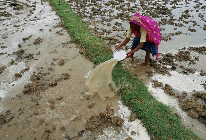 Nepalese woman transfering water from a field to another, rainy day in the Newar inhabited Kathmandu valley, Nepal, Asia
