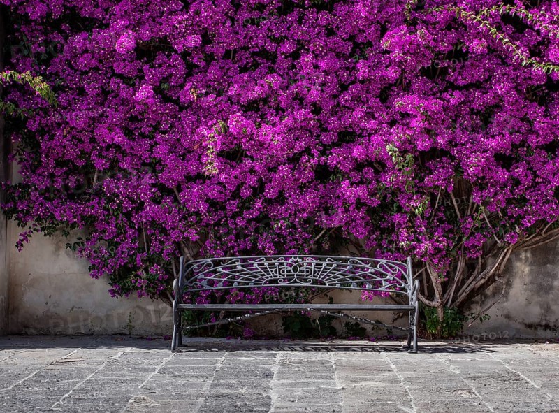 Bougainvillea, old town of Chipiona, Andalusia, Spain, Europe