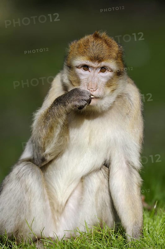 Barbary macaque (Macaca sylvanus), captive, occurring in Morocco, Algeria and Gibraltar