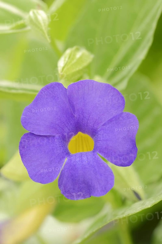 Blue sky flower (Thunbergia battiscombei), flower, native to Africa, ornamental plant, North Rhine-Westphalia, Germany, Europe