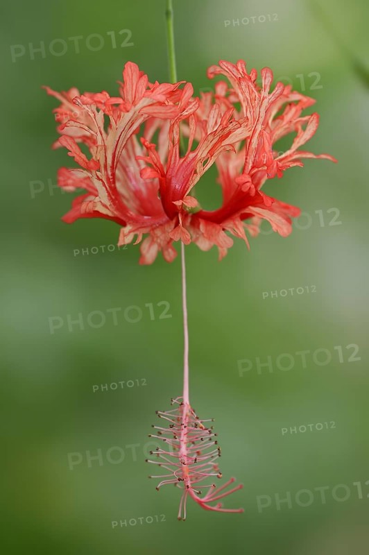 Coral mallow or coral hibiscus (Hibiscus schizopetalus), flower, native to Africa, ornamental plant, North Rhine-Westphalia, Germany, Europe