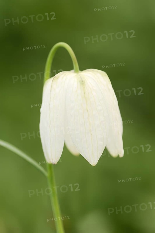 Snake's Head Fritillary (Fritillaria meleagris f. alba), flower, Lower Saxony, Germany, Europe